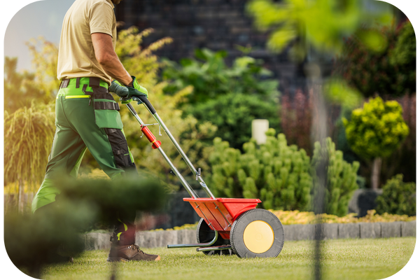click here to learn more about our  lawn overseeding services
